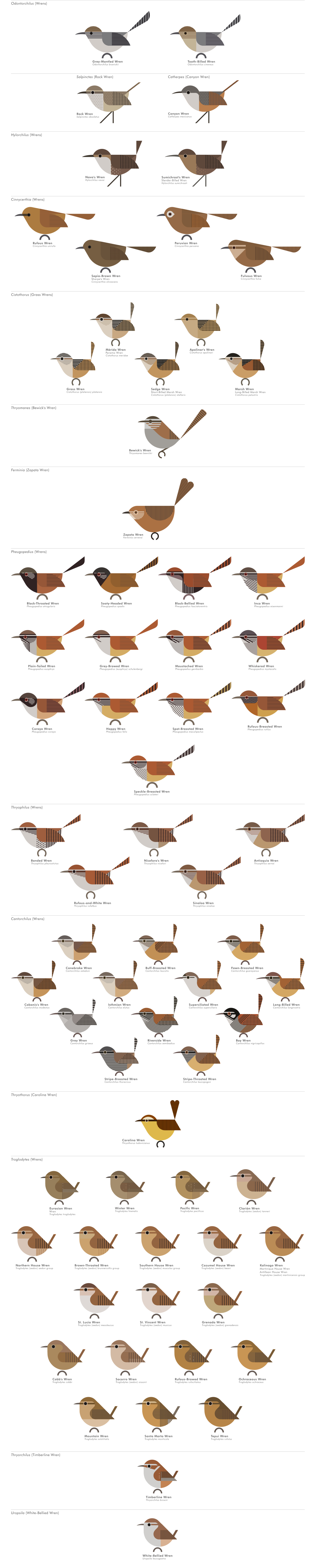 scott partridge - AVE - avian vector encyclopedia - wrens - bird vector art