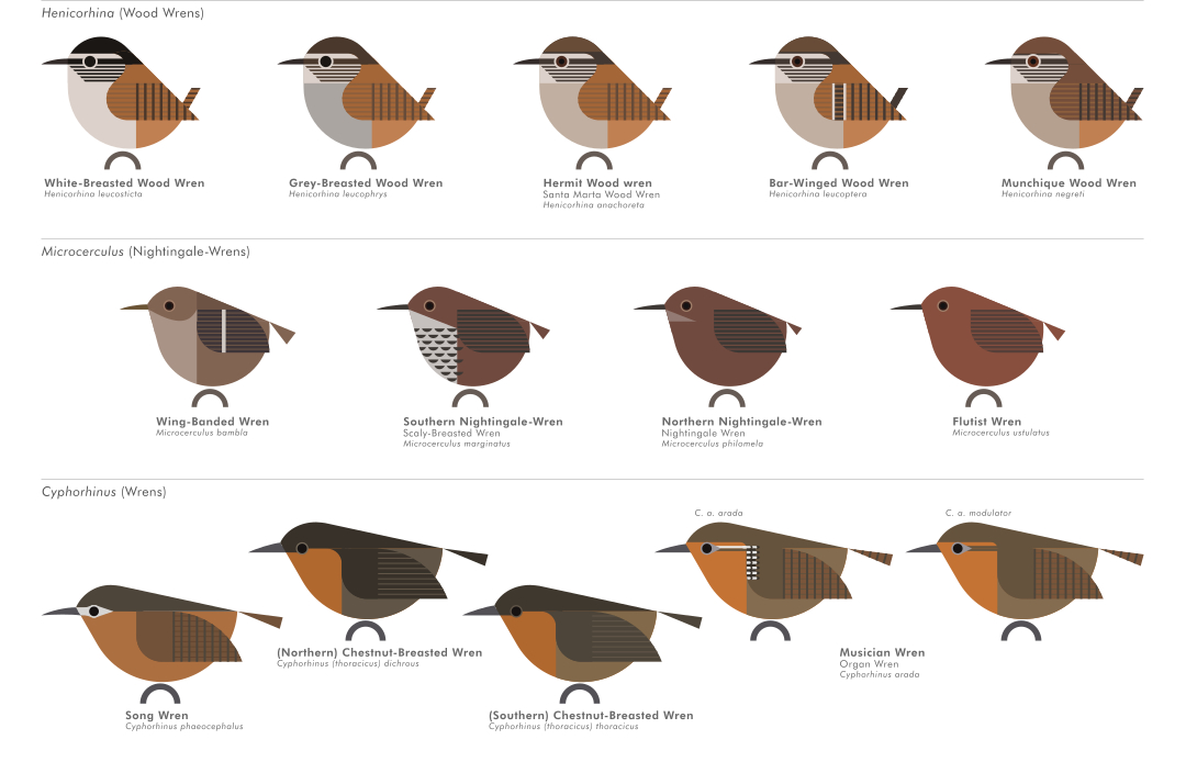 scott partridge - AVE - avian vector encyclopedia - wrens - bird vector art