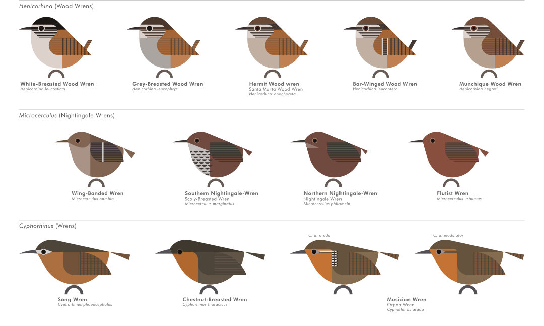 scott partridge - AVE - avian vector encyclopedia - wrens - bird vector art