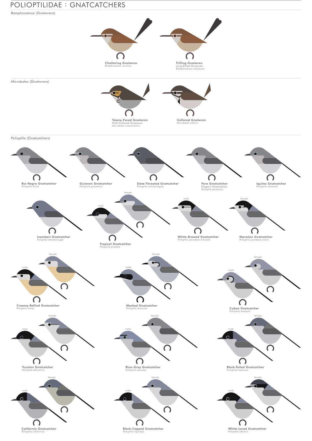 scott partridge - AVE - avian vector encyclopedia - gnatcatchers - bird vector art