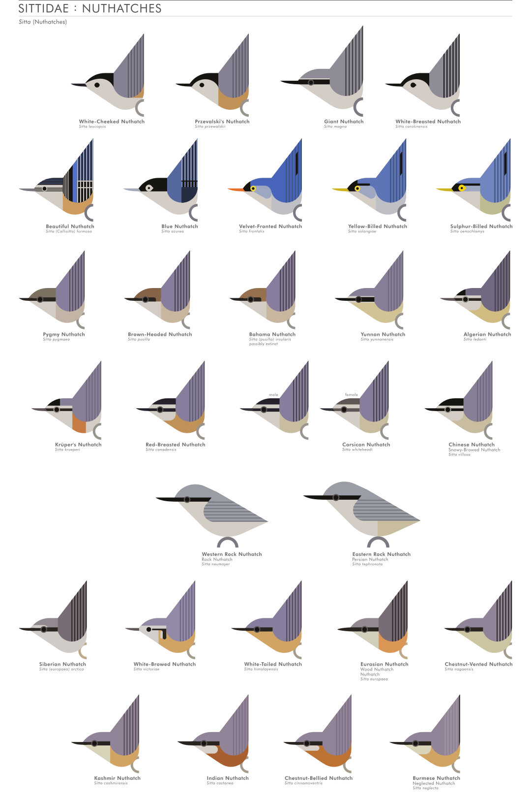 scott partridge - AVE - avian vector encyclopedia - nuthatches - bird vector art