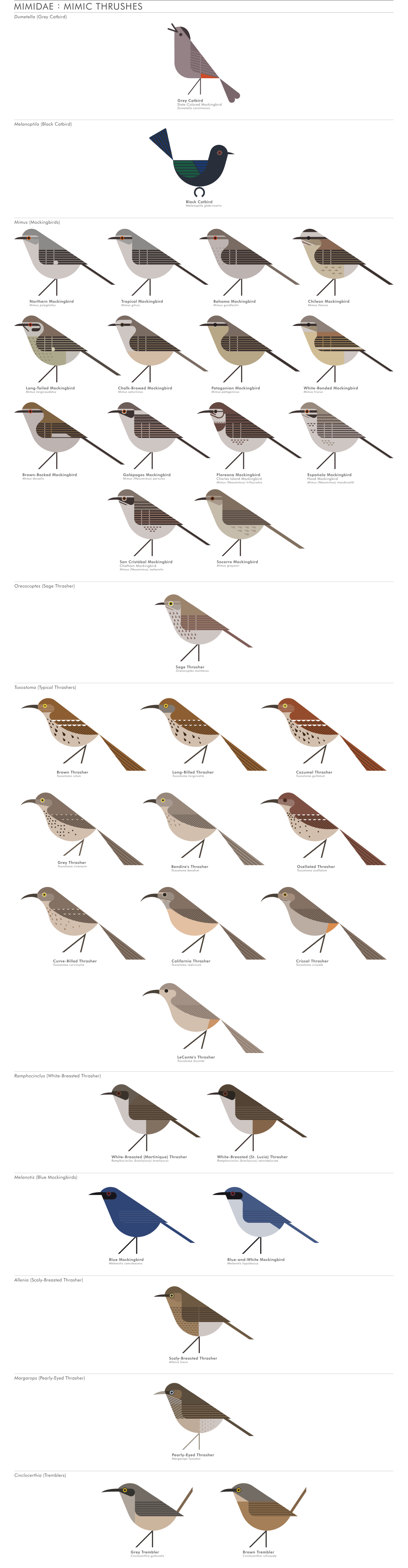 scott partridge - AVE - avian vector encyclopedia - mimids - bird vector art