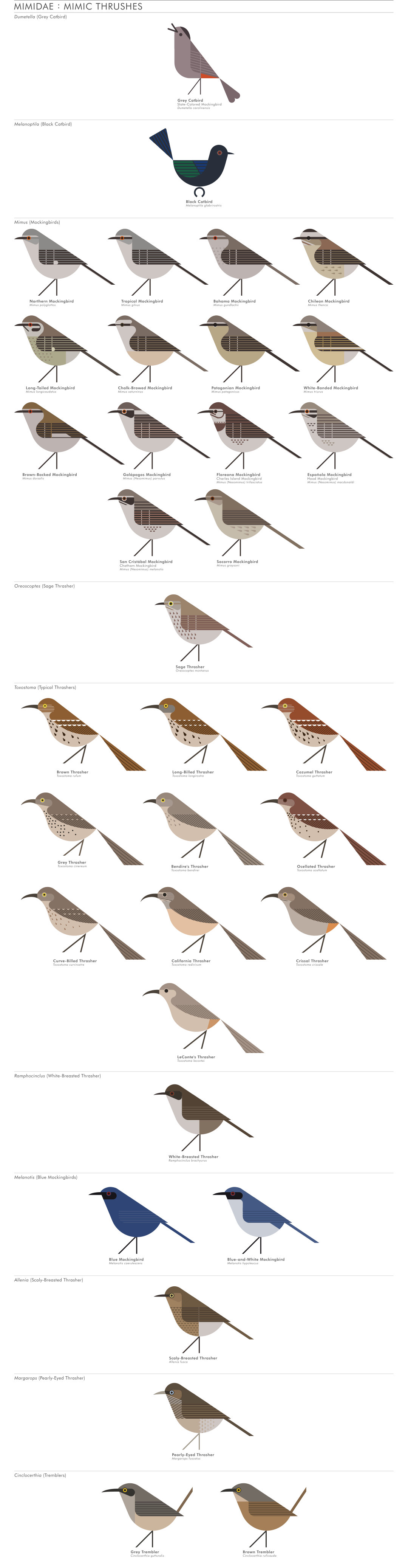 scott partridge - AVE - avian vector encyclopedia - mimids - bird vector art
