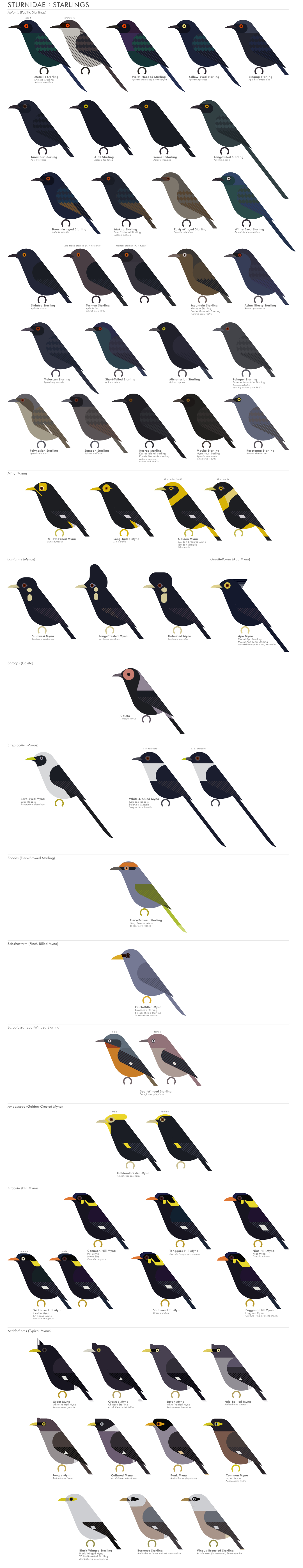 scott partridge - AVE - avian vector encyclopedia - starlings - bird vector art