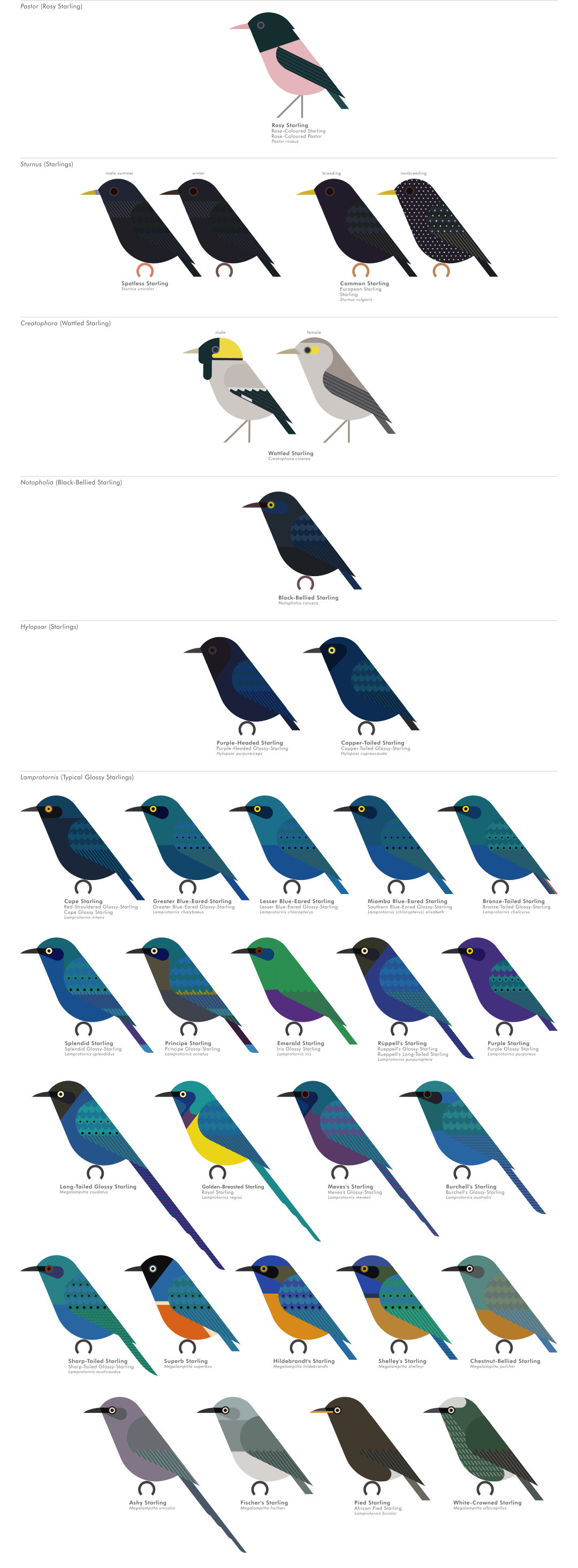 scott partridge - AVE - avian vector encyclopedia - starlings - bird vector art