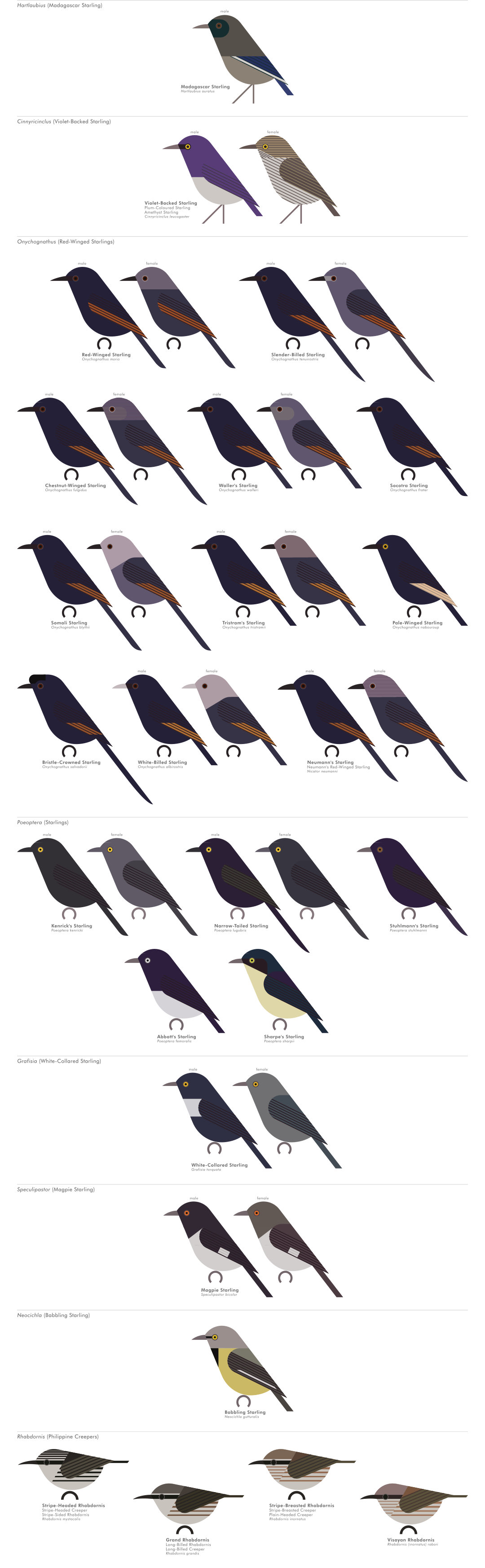 scott partridge - AVE - avian vector encyclopedia - starlings - bird vector art