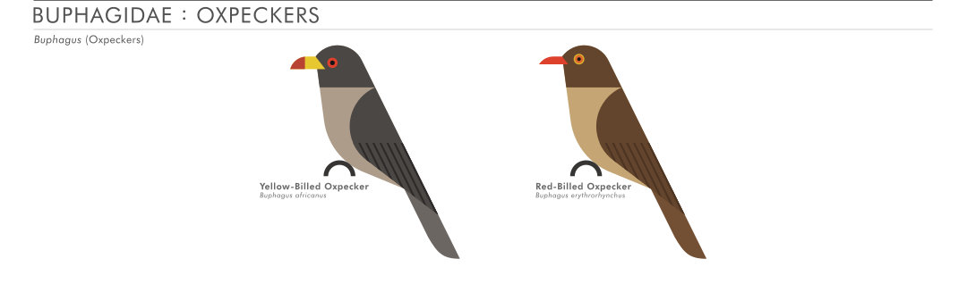 scott partridge - AVE - avian vector encyclopedia - oxpeckers - bird vector art