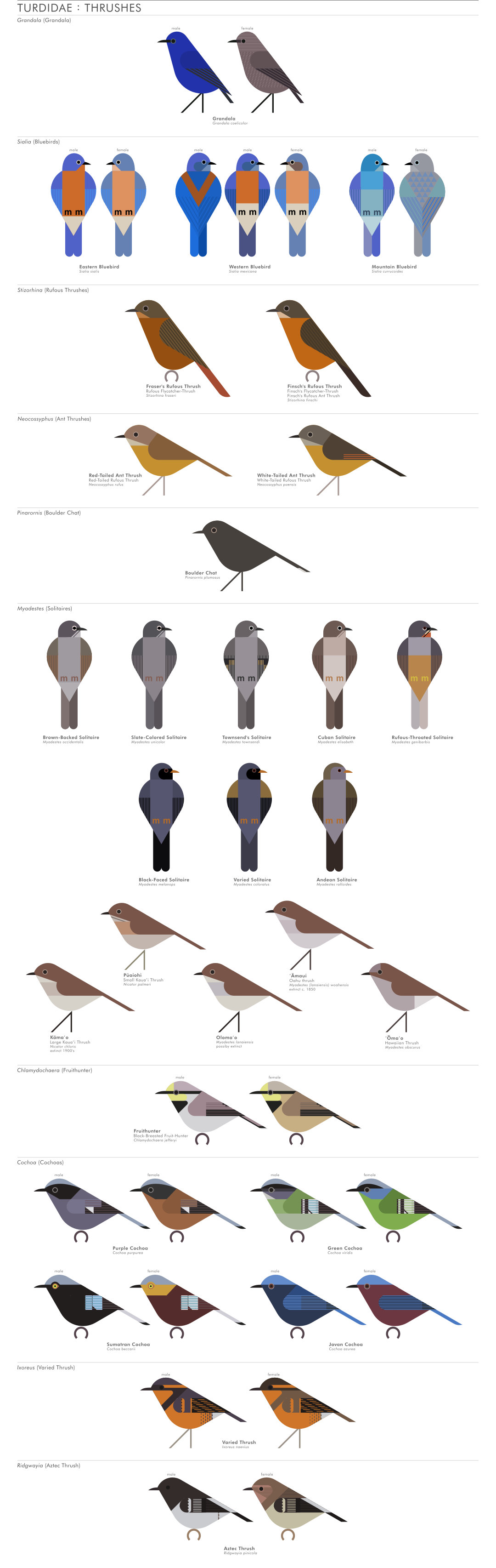 scott partridge - AVE - avian vector encyclopedia - thrushes - bird vector art