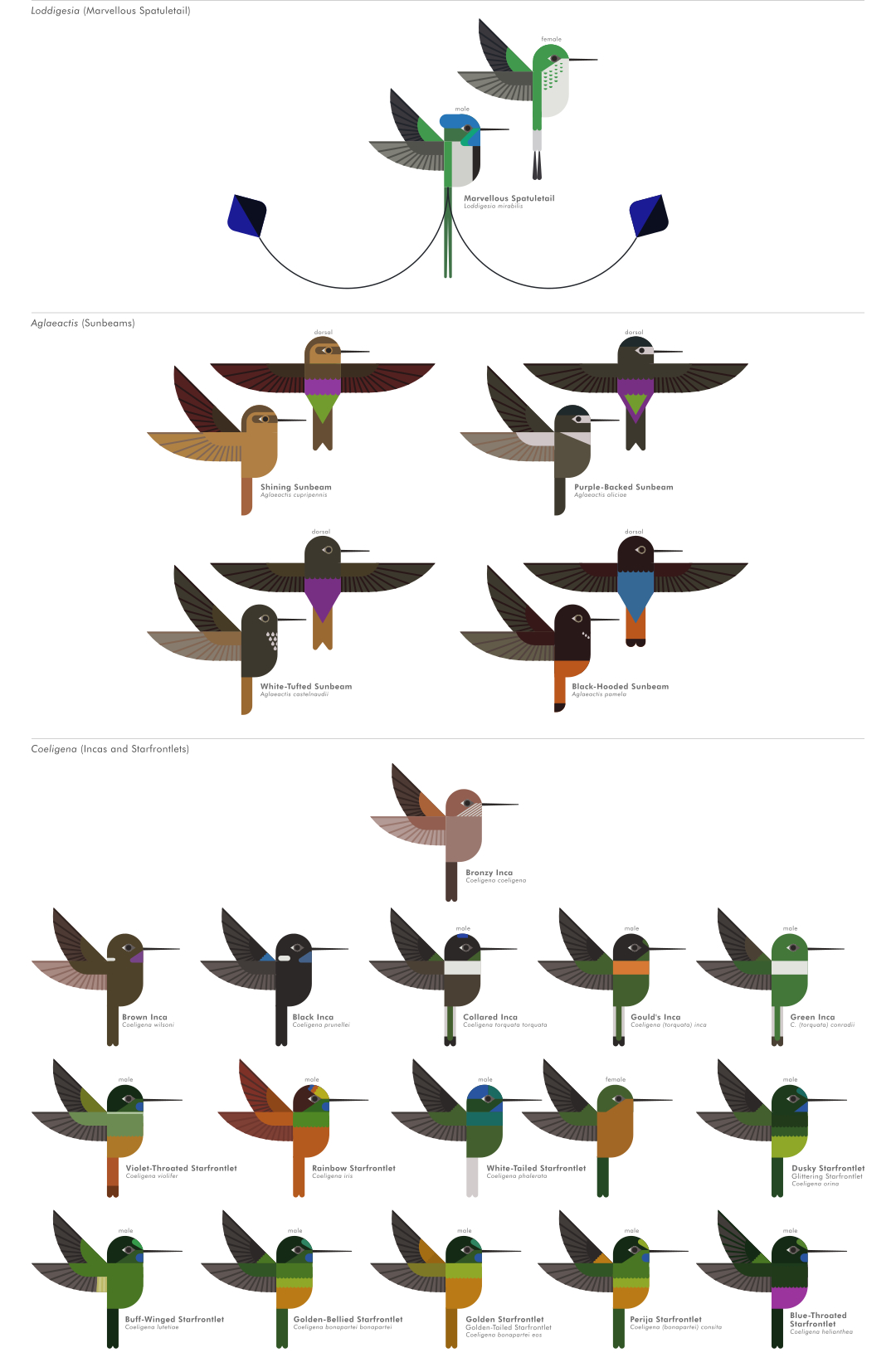 scott partridge - ave - avian vector encyclopedia - hummingbirds Trochilidae - vector bird art