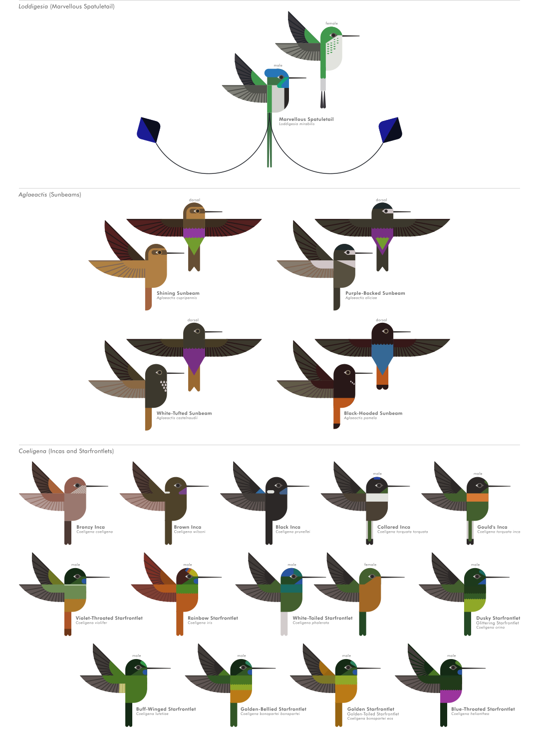 scott partridge - ave - avian vector encyclopedia - hummingbirds Trochilidae - vector bird art