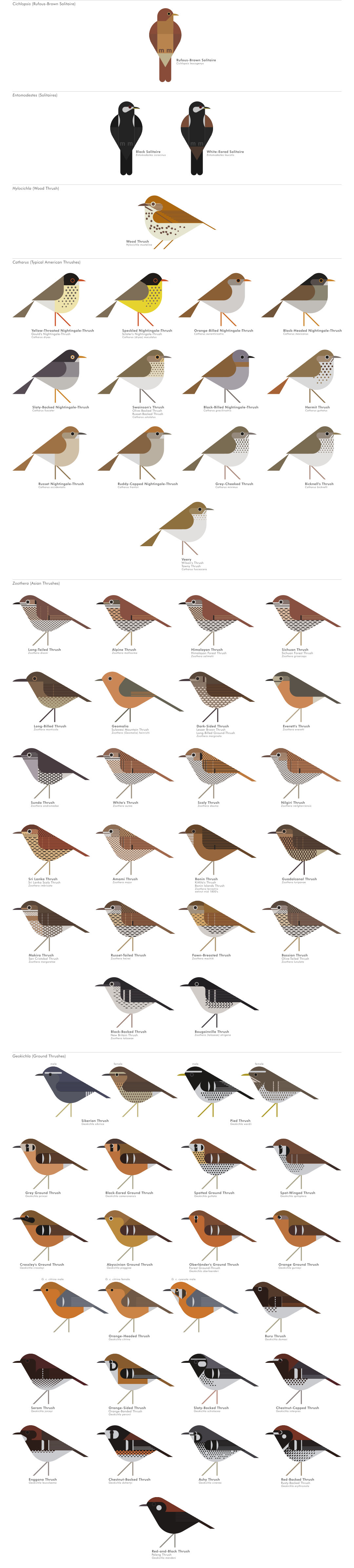 scott partridge - AVE - avian vector encyclopedia - thrushes - thrushes - bird vector art