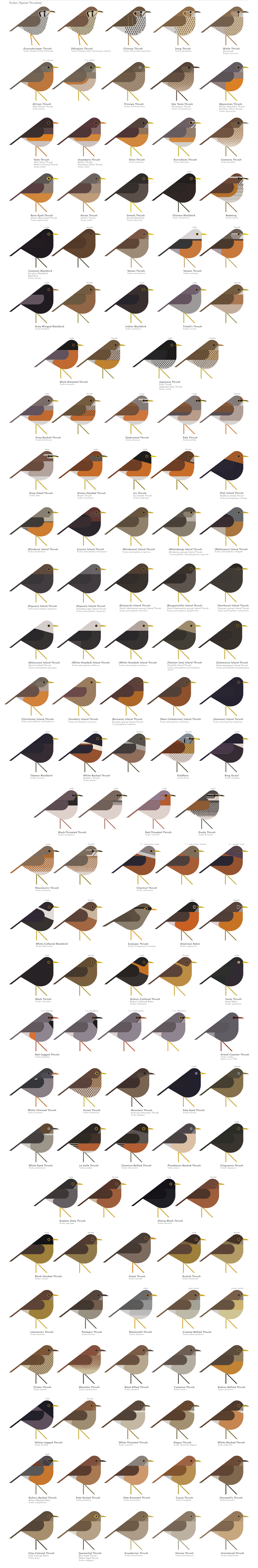 scott partridge - AVE - avian vector encyclopedia - thrushes - thrushes - bird vector art