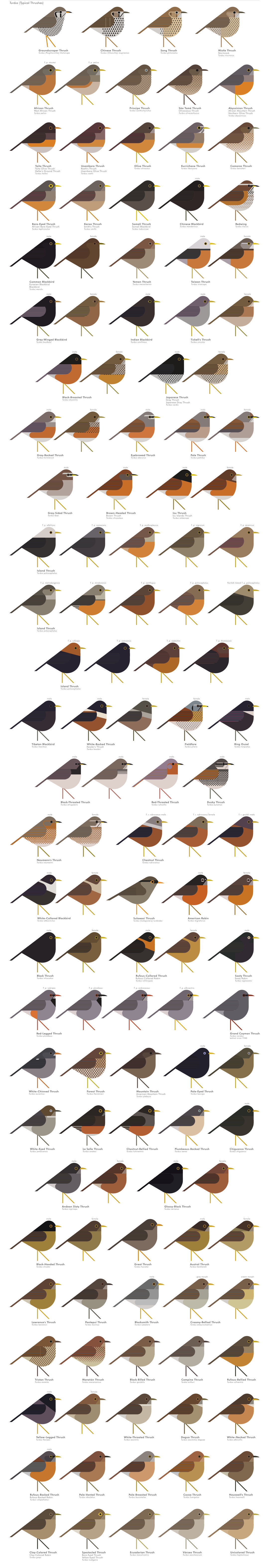scott partridge - AVE - avian vector encyclopedia - thrushes - thrushes - bird vector art