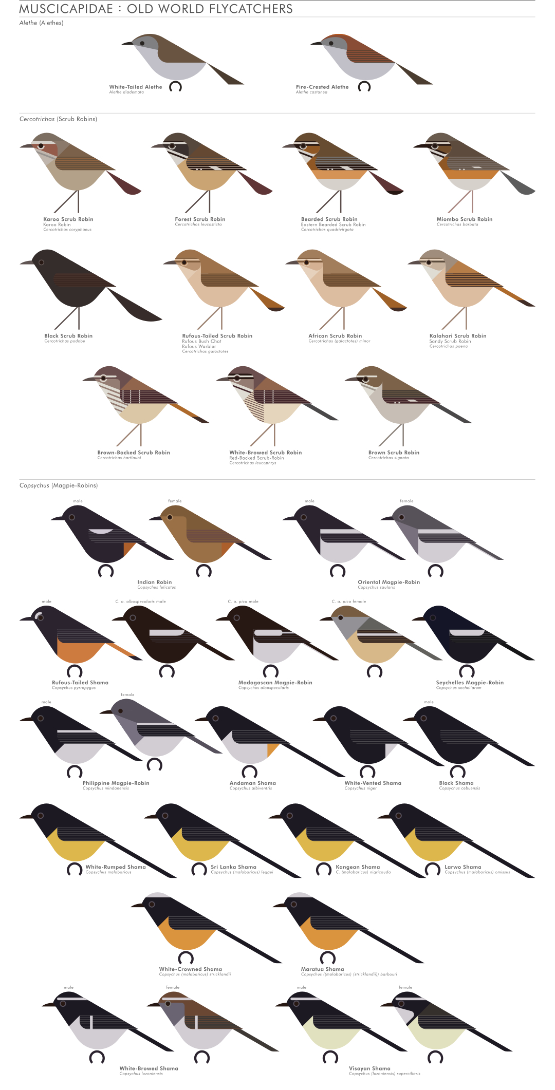 scott partridge - AVE - avian vector encyclopedia - old world flycatchers - bird vector art