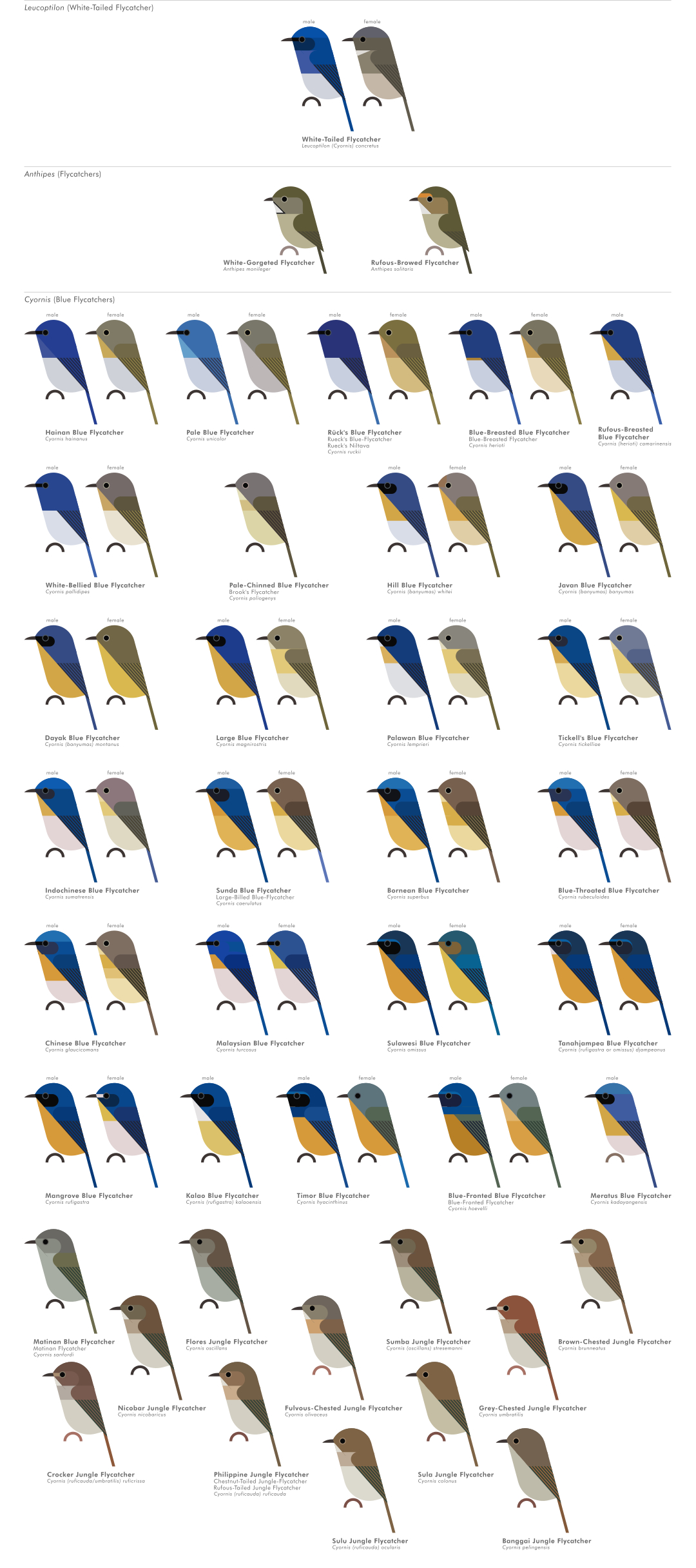 scott partridge - AVE - avian vector encyclopedia - old world flycatchers - bird vector art