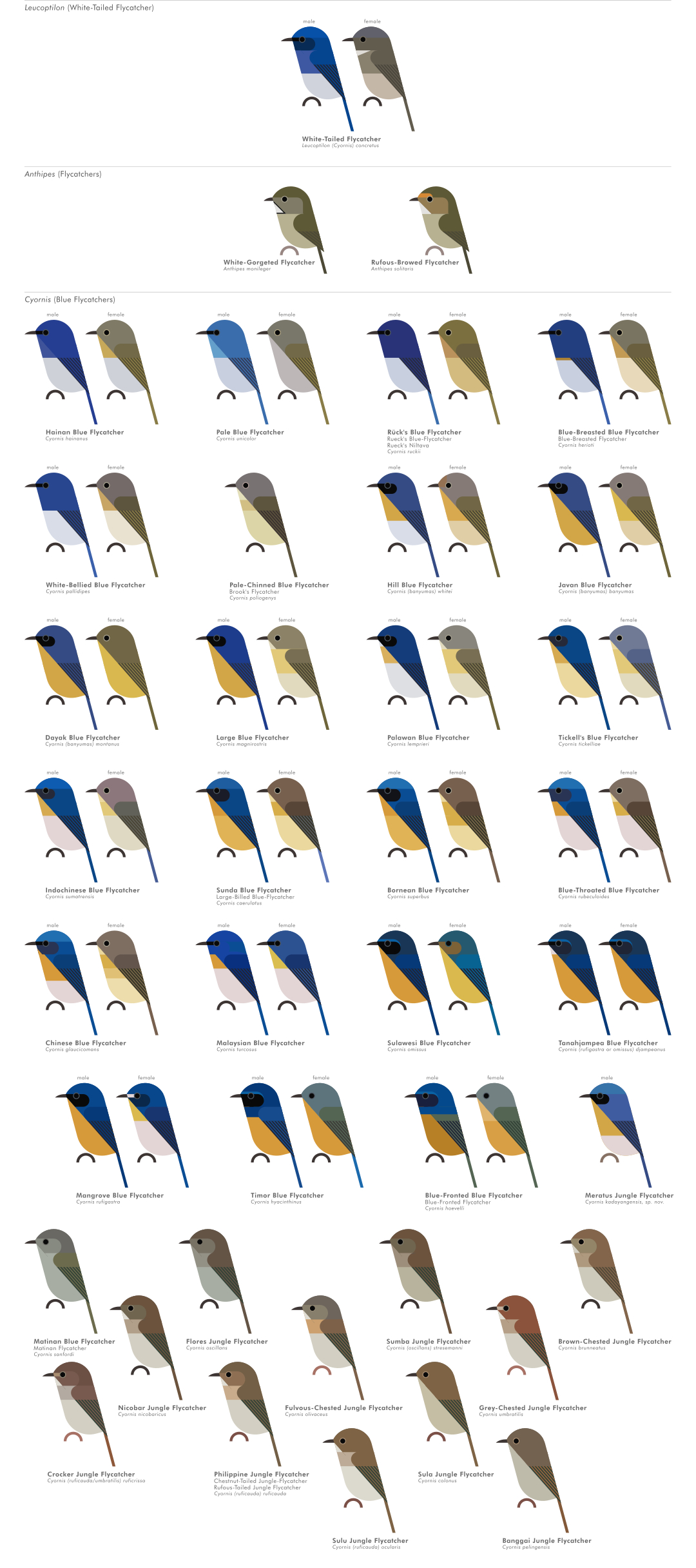 scott partridge - AVE - avian vector encyclopedia - old world flycatchers - bird vector art