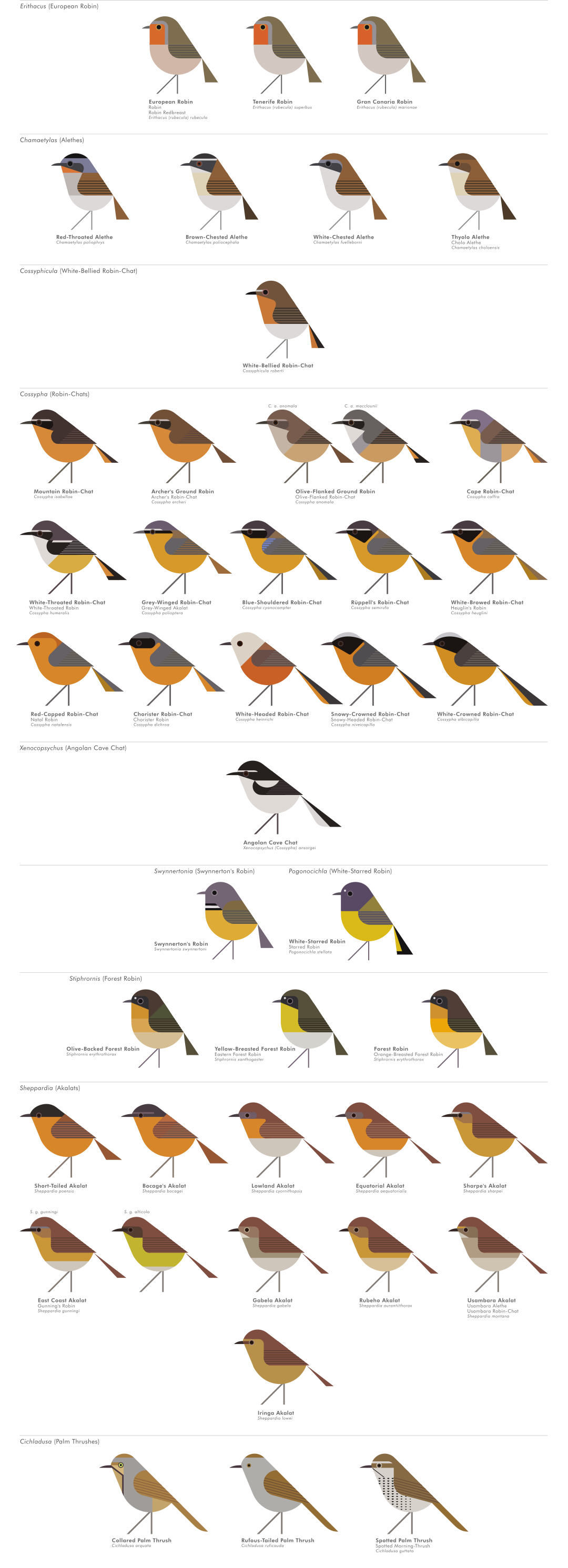 scott partridge - AVE - avian vector encyclopedia - old world flycatchers - bird vector art