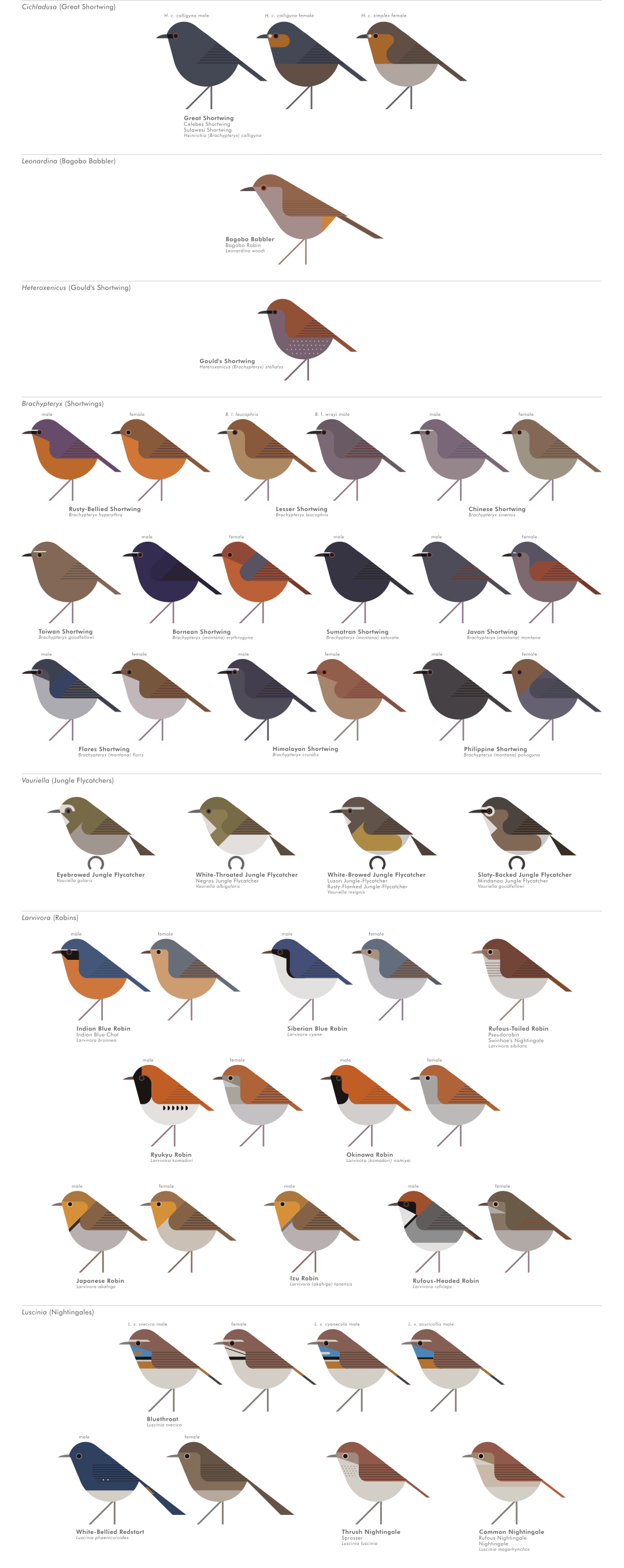 scott partridge - AVE - avian vector encyclopedia - old world flycatchers - bird vector art