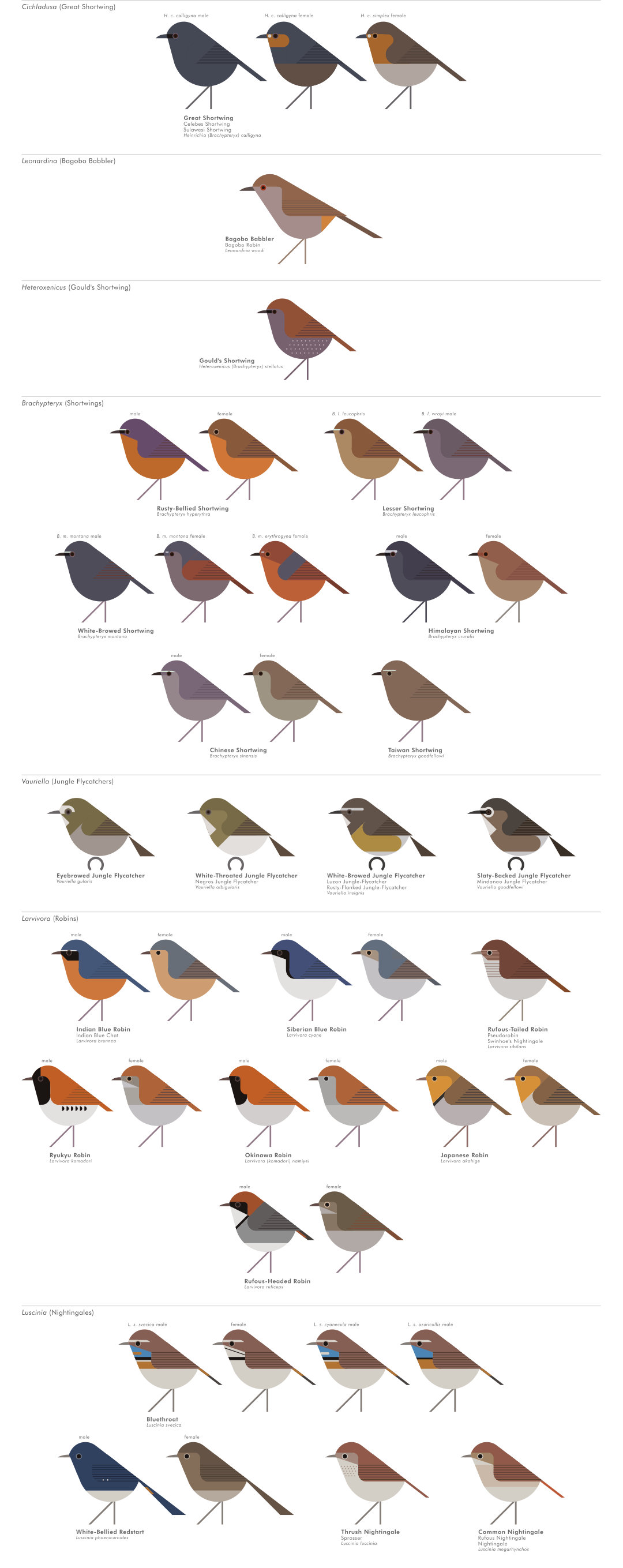 scott partridge - AVE - avian vector encyclopedia - old world flycatchers - bird vector art