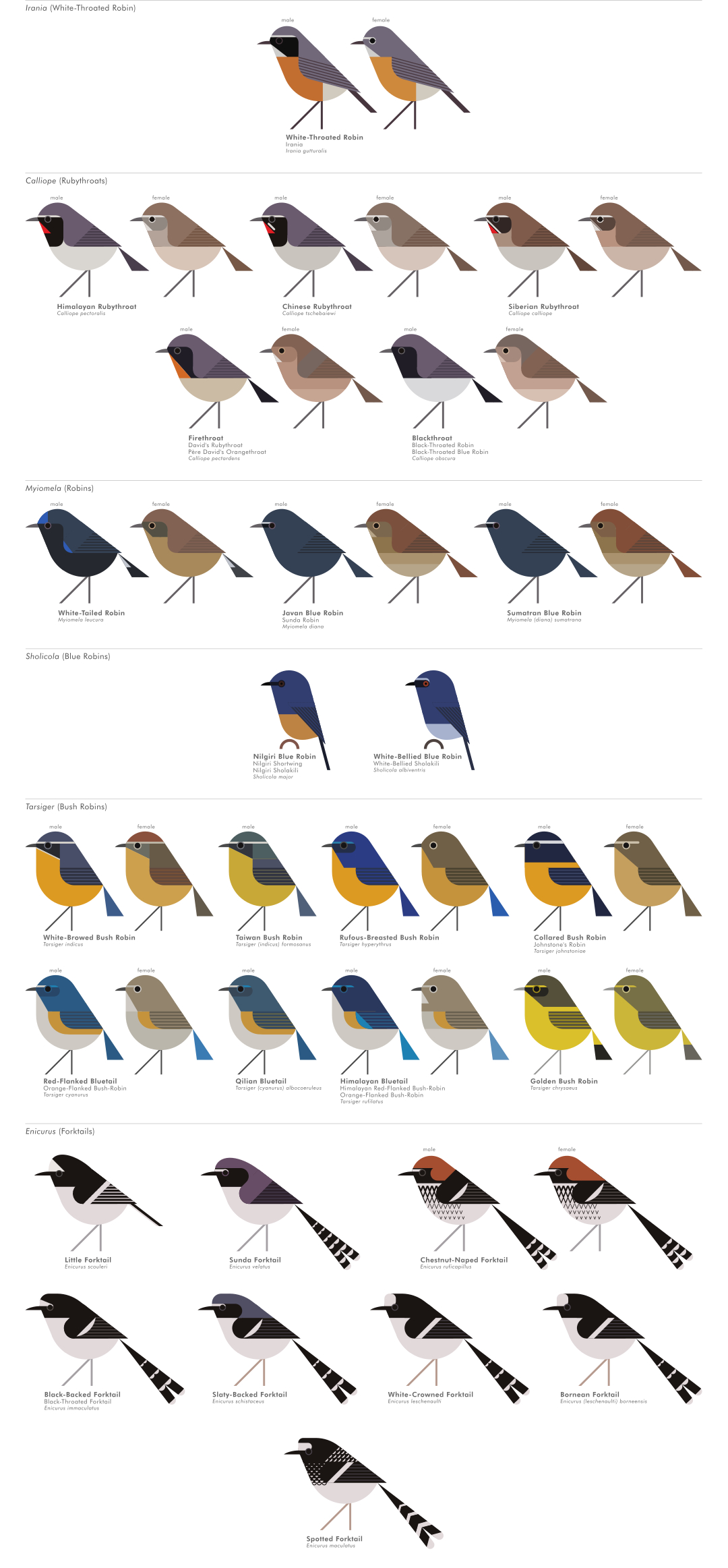 scott partridge - AVE - avian vector encyclopedia - old world flycatchers - bird vector art