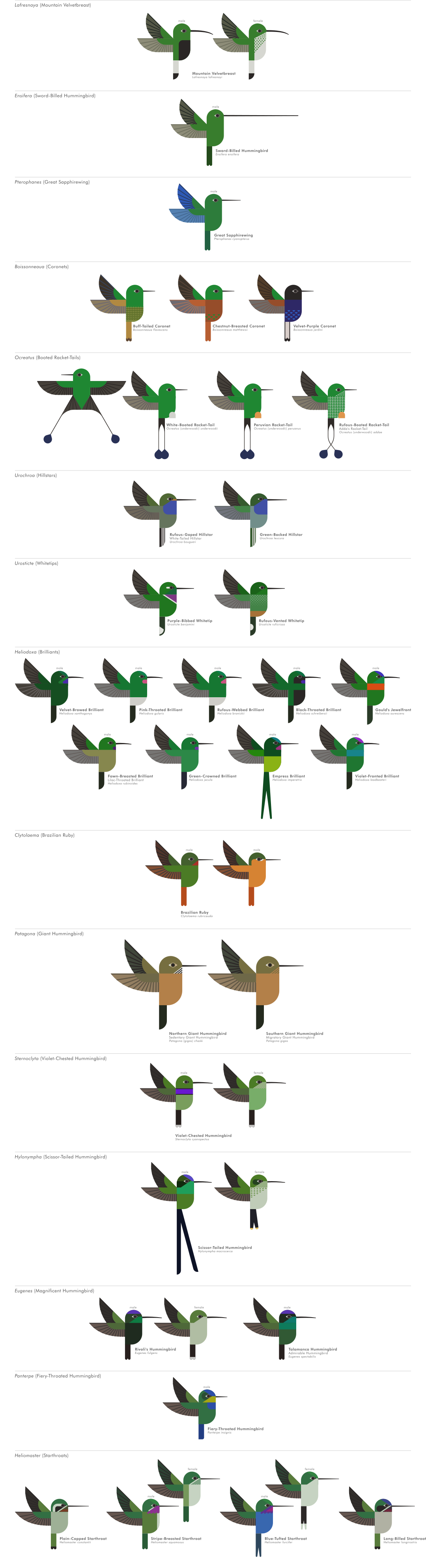 scott partridge - ave - avian vector encyclopedia - hummingbirds Trochilidae - vector bird art