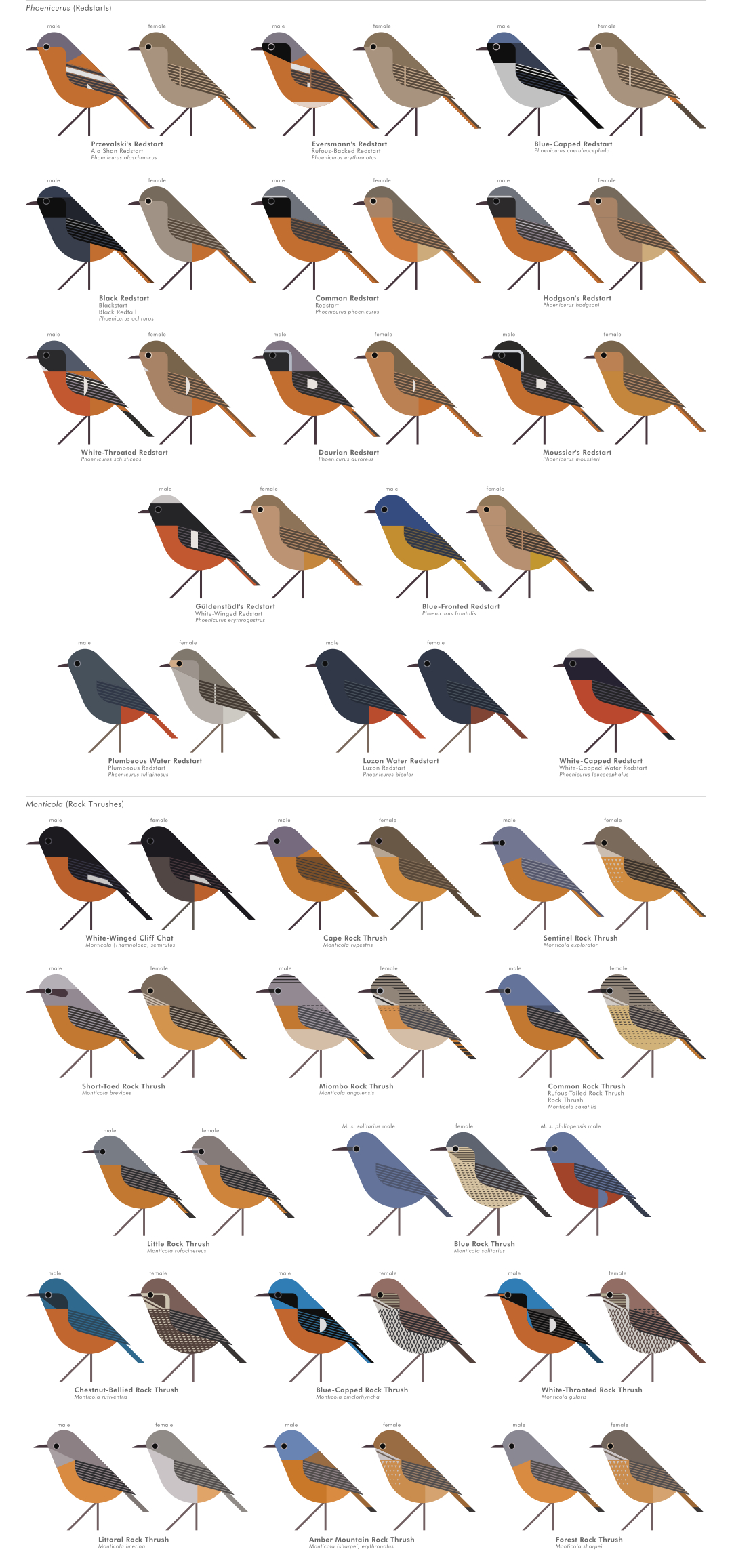 scott partridge - AVE - avian vector encyclopedia - old world flycatchers - bird vector art