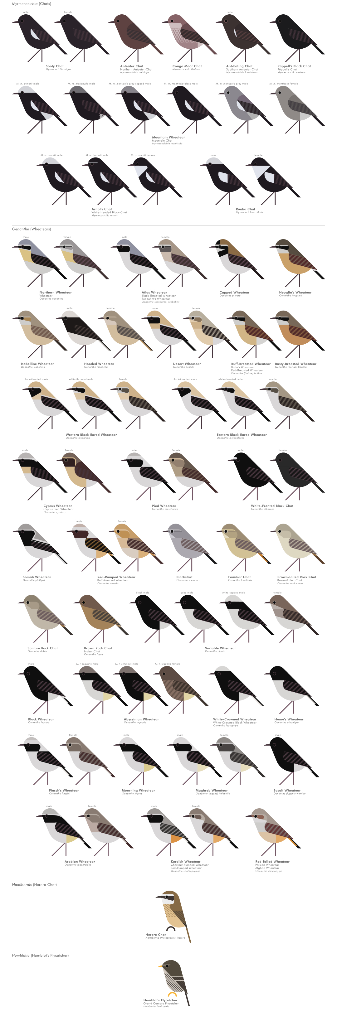 scott partridge - AVE - avian vector encyclopedia - old world flycatchers - bird vector art