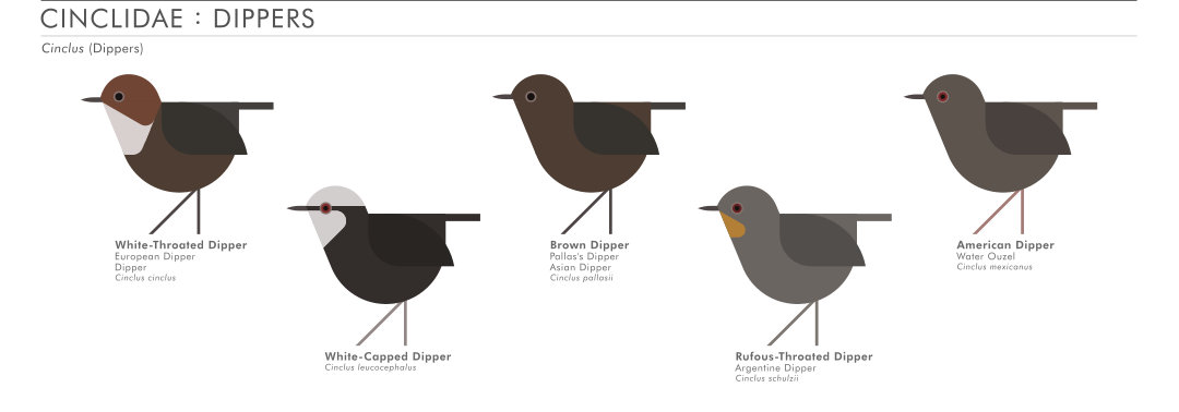 scott partridge - AVE - avian vector encyclopedia - dippers - bird vector art