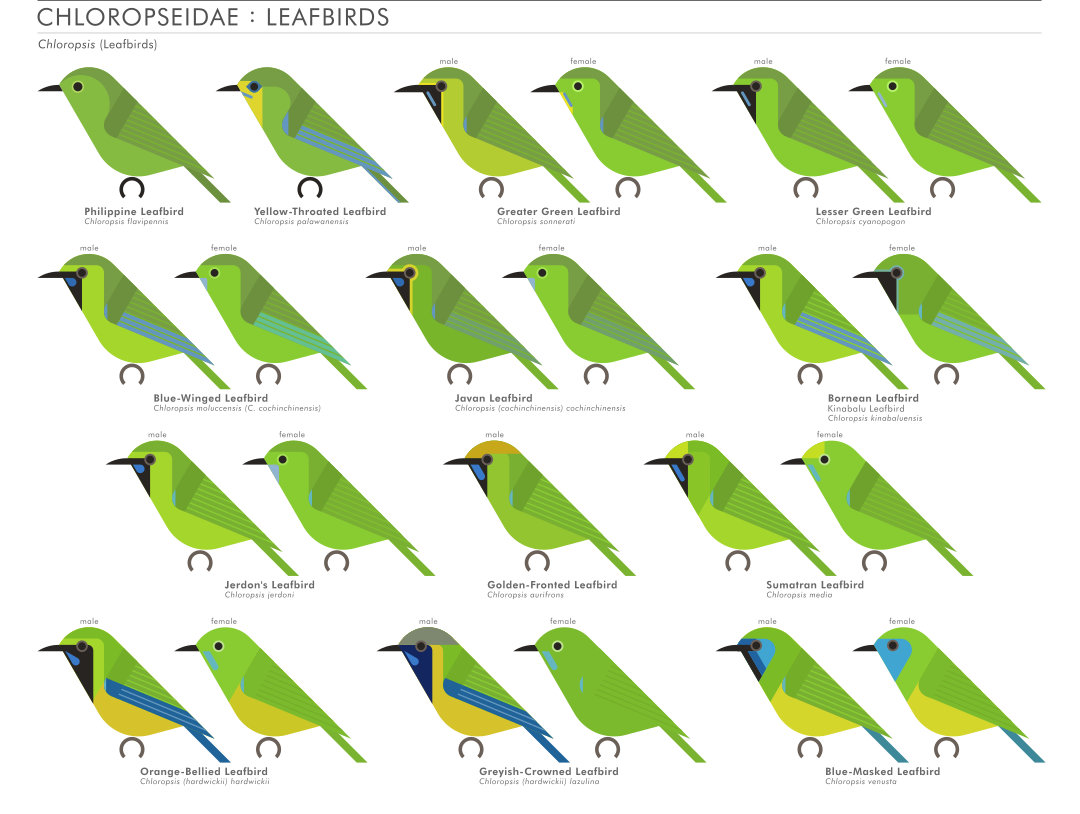 scott partridge - AVE - avian vector encyclopedia - leafbirds - bird vector art