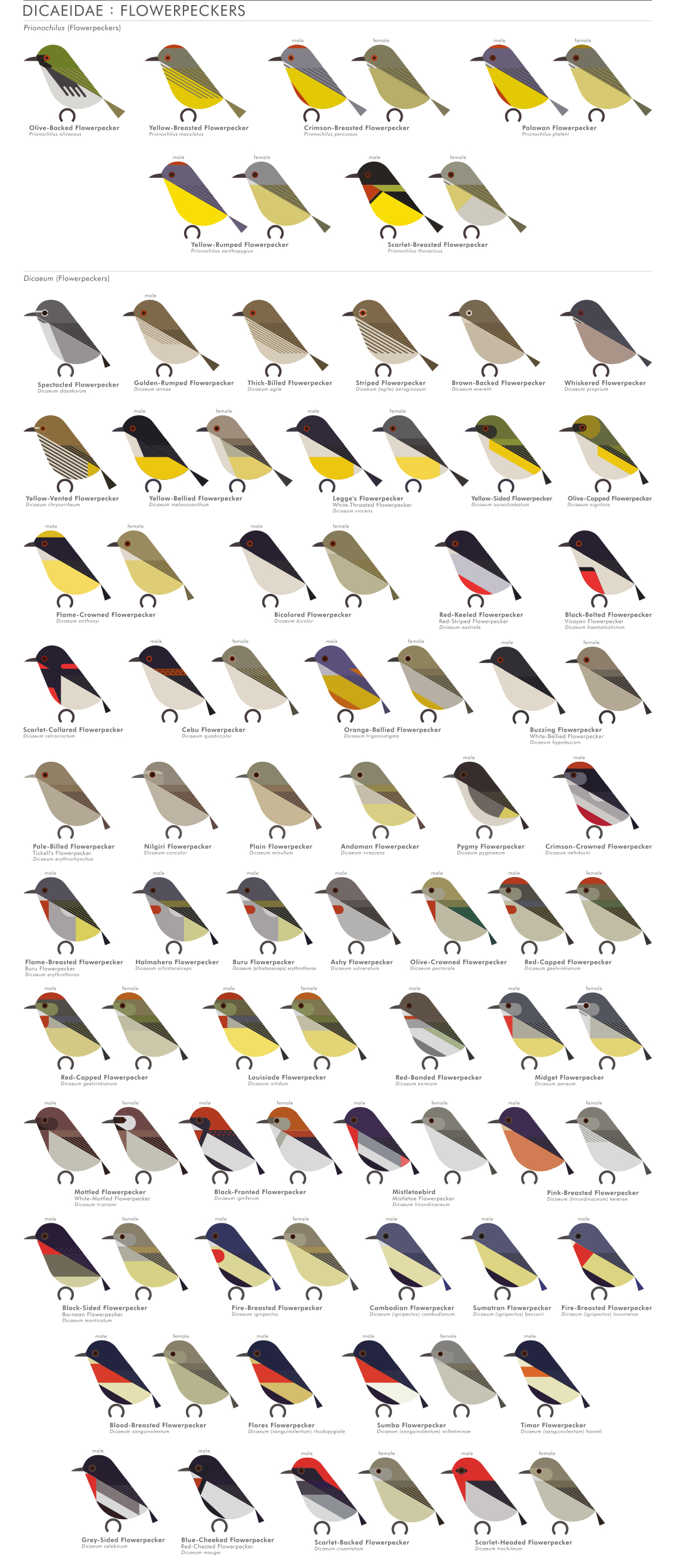 scott partridge - AVE - avian vector encyclopedia - flowerpeckers - bird vector art