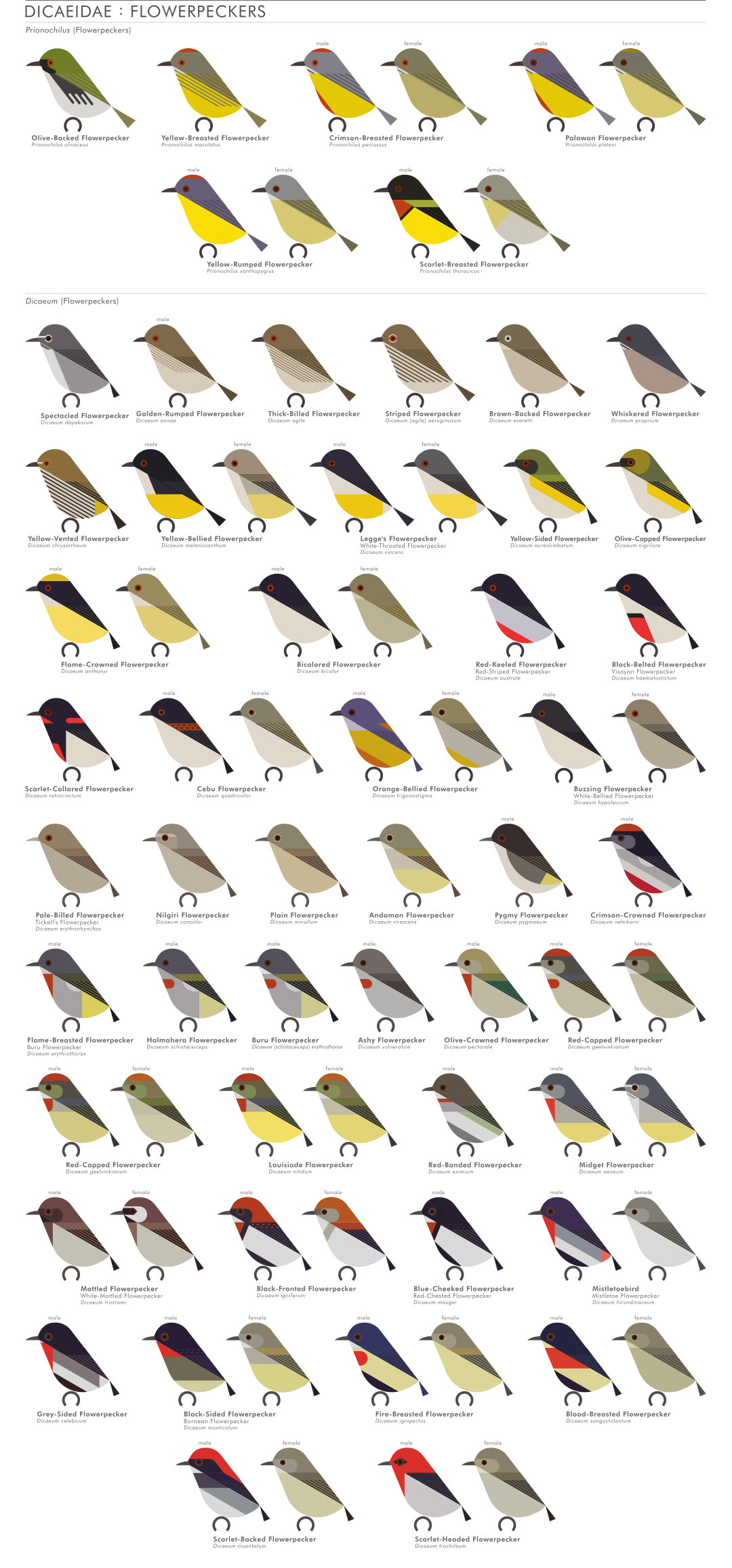 scott partridge - AVE - avian vector encyclopedia - flowerpeckers - bird vector art