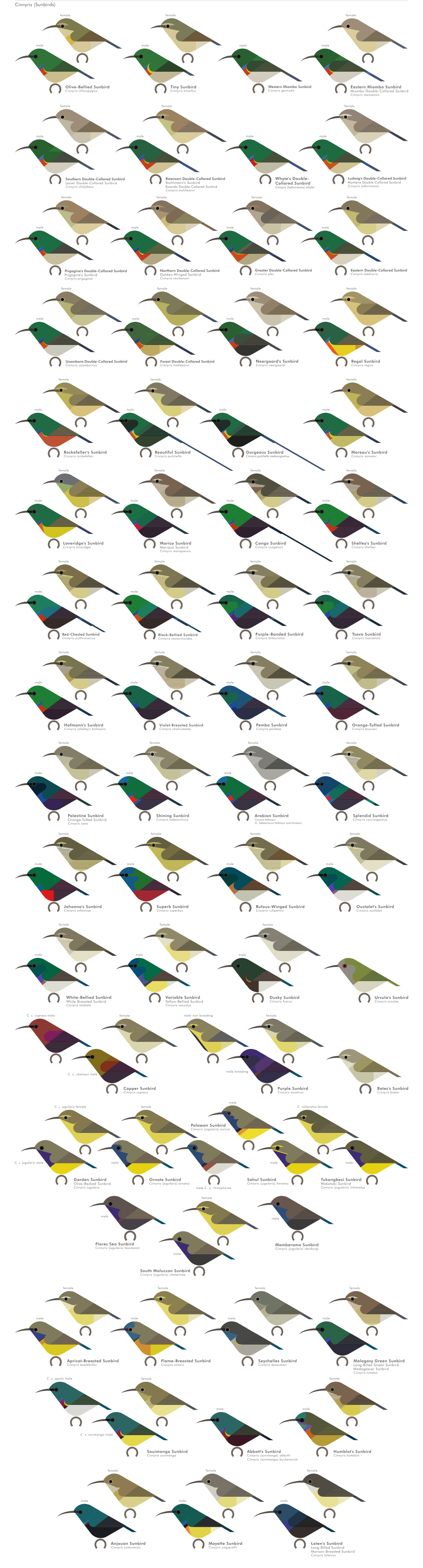 scott partridge - AVE - avian vector encyclopedia - sunbirds - bird vector art