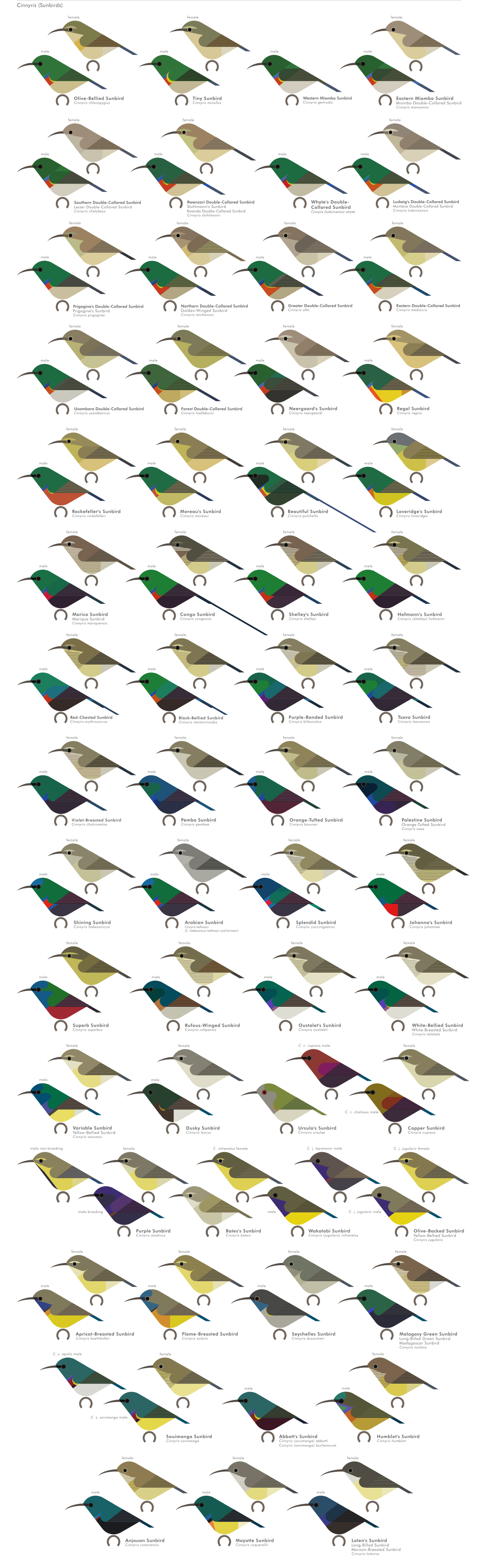 scott partridge - AVE - avian vector encyclopedia - sunbirds - bird vector art