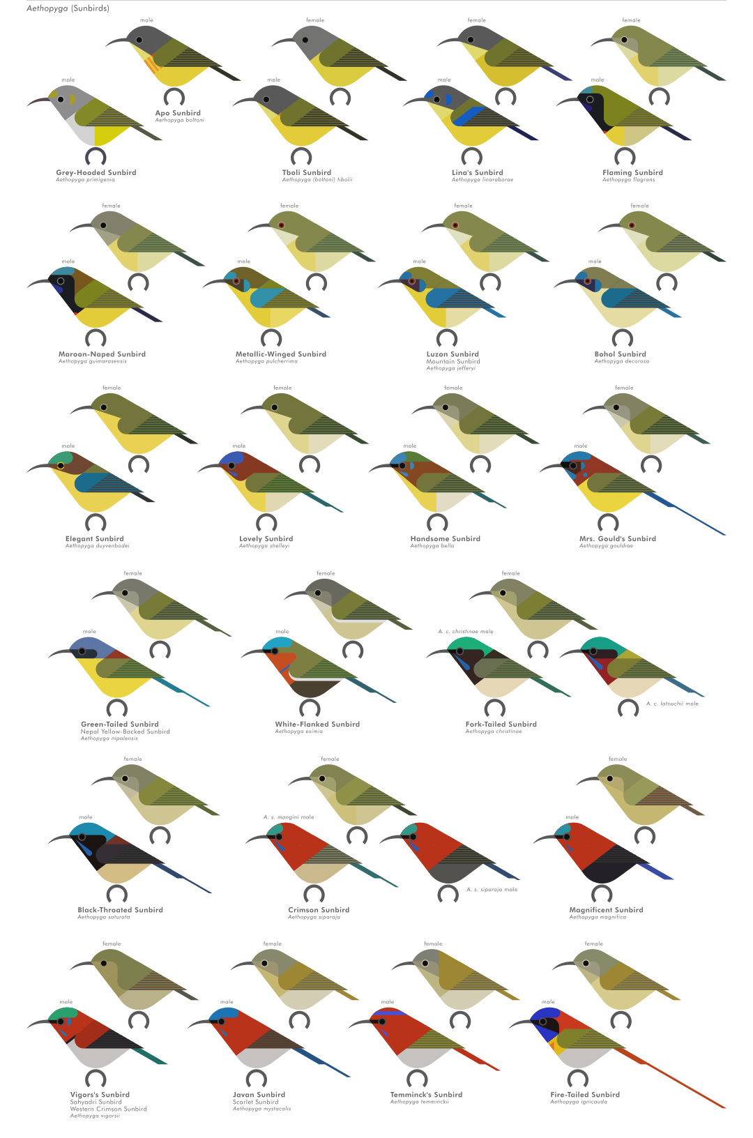 scott partridge - AVE - avian vector encyclopedia - sunbirds - bird vector art