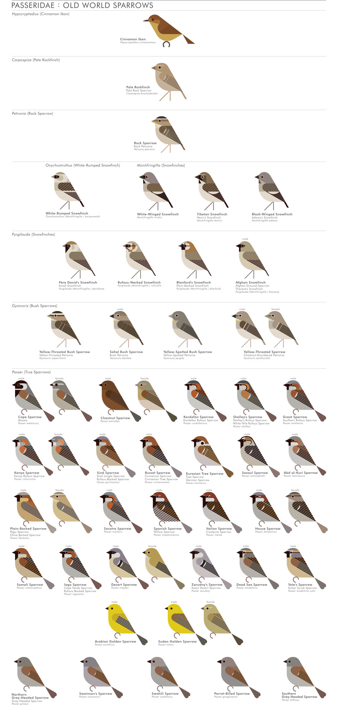 scott partridge - AVE - avian vector encyclopedia - old world sparrows - bird vector art