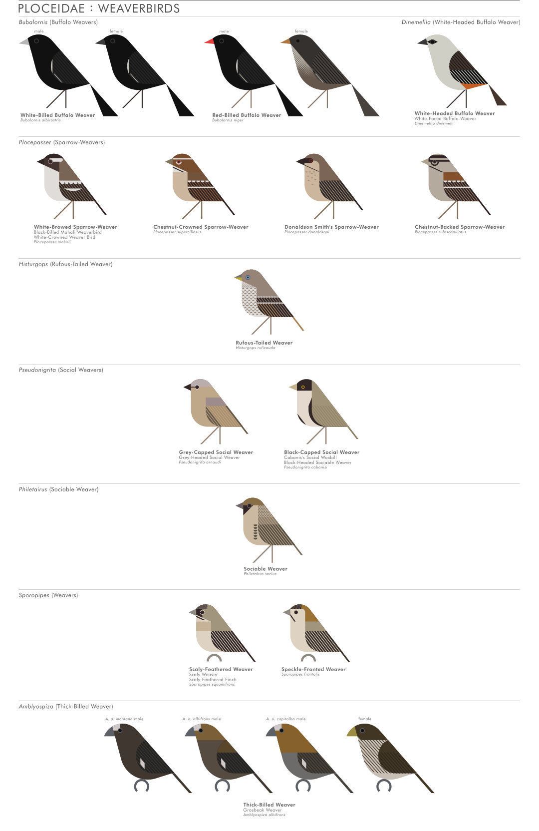 scott partridge - AVE - avian vector encyclopedia - weavers - bird vector art