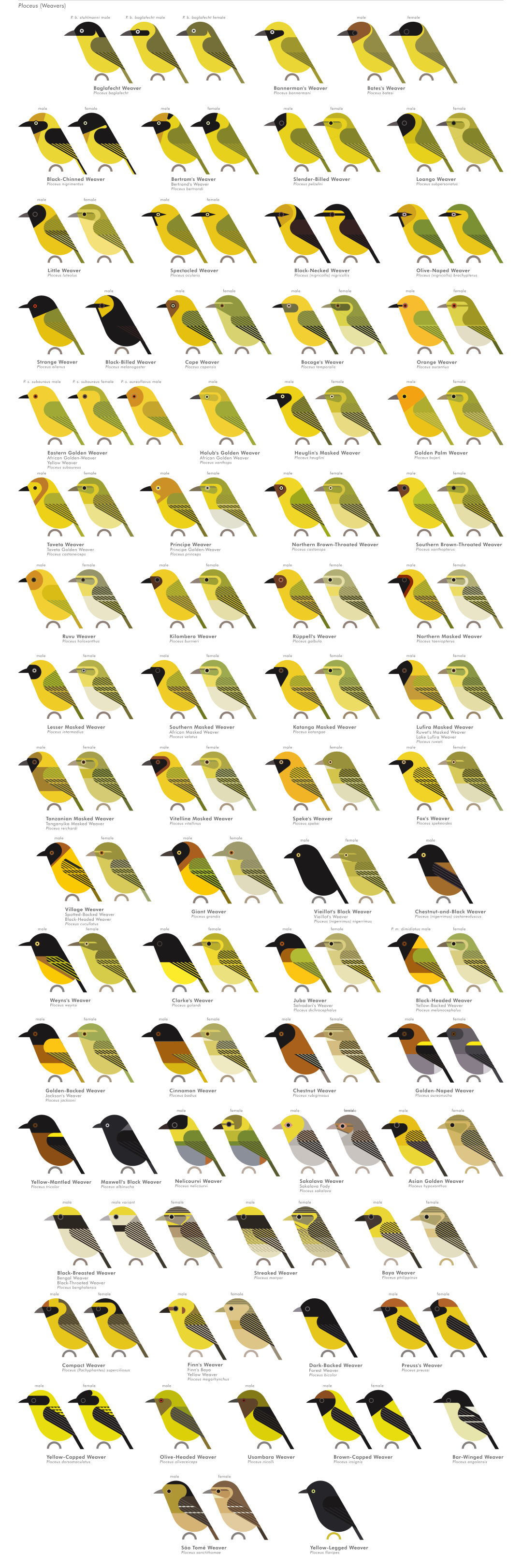 scott partridge - AVE - avian vector encyclopedia - weavers - bird vector art