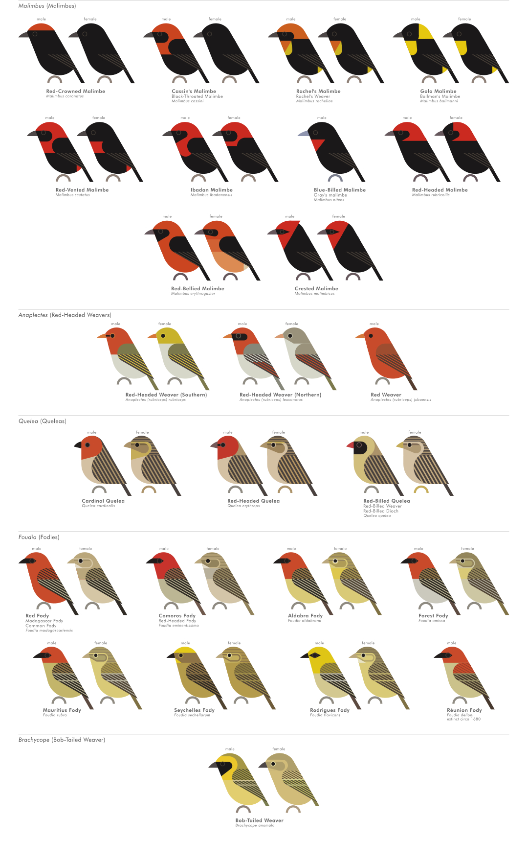 scott partridge - AVE - avian vector encyclopedia - weavers - bird vector art