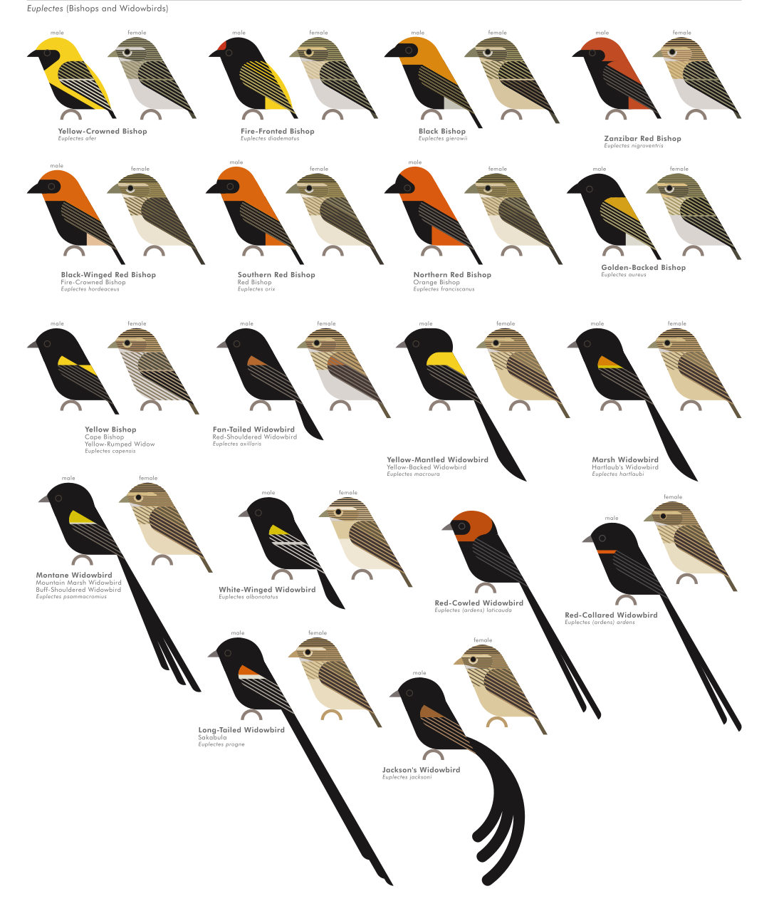 scott partridge - AVE - avian vector encyclopedia - weavers - bird vector art