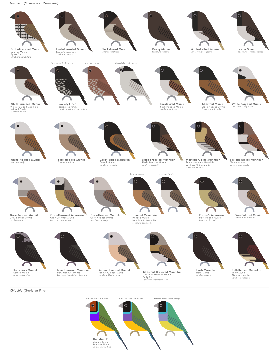 scott partridge - AVE - avian vector encyclopedia - waxbills - bird vector art