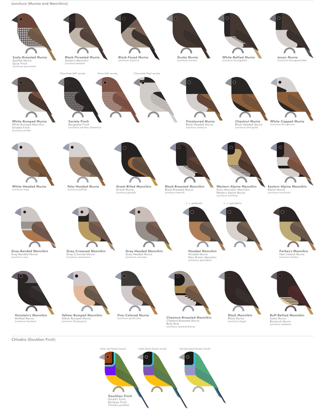 scott partridge - AVE - avian vector encyclopedia - waxbills - bird vector art