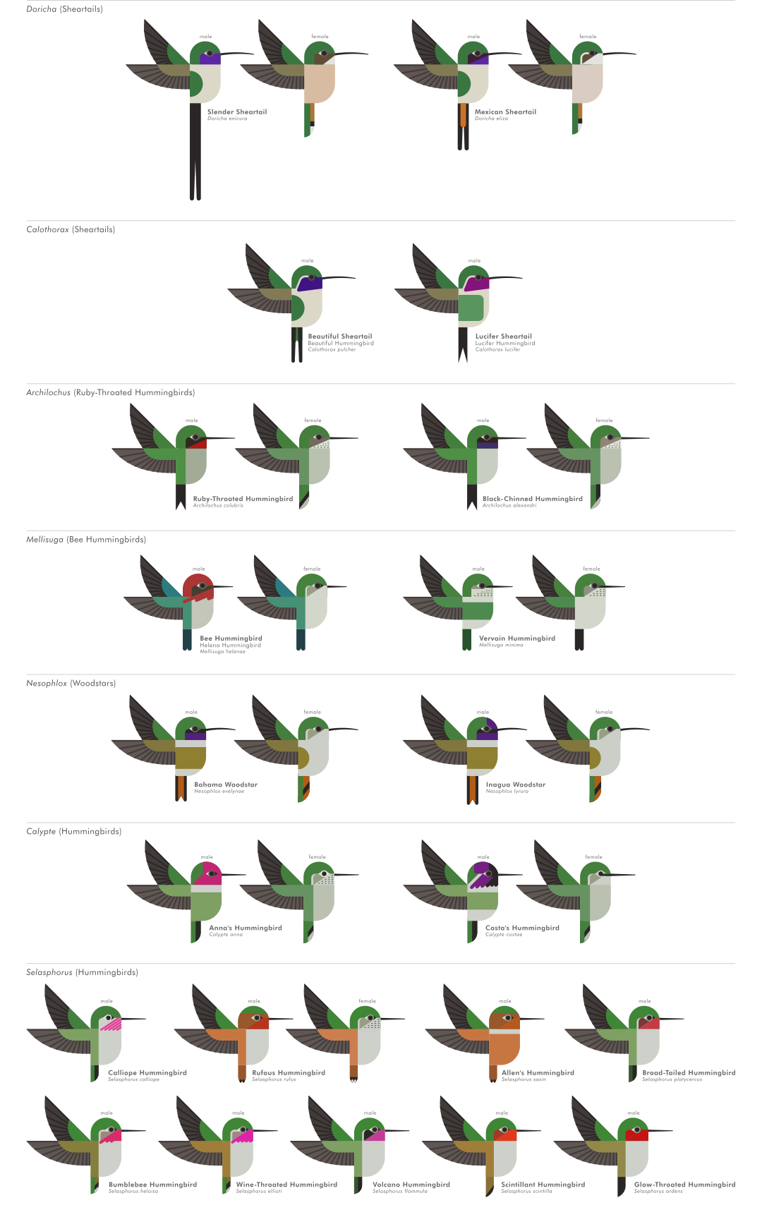scott partridge - ave - avian vector encyclopedia - hummingbirds Trochilidae - vector bird art