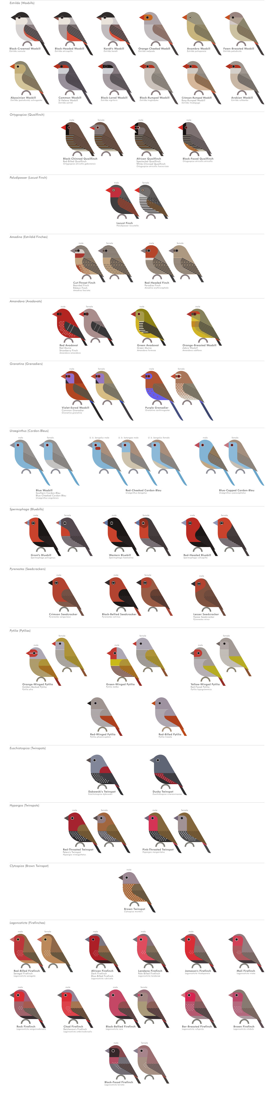 scott partridge - AVE - avian vector encyclopedia - waxbills - bird vector art