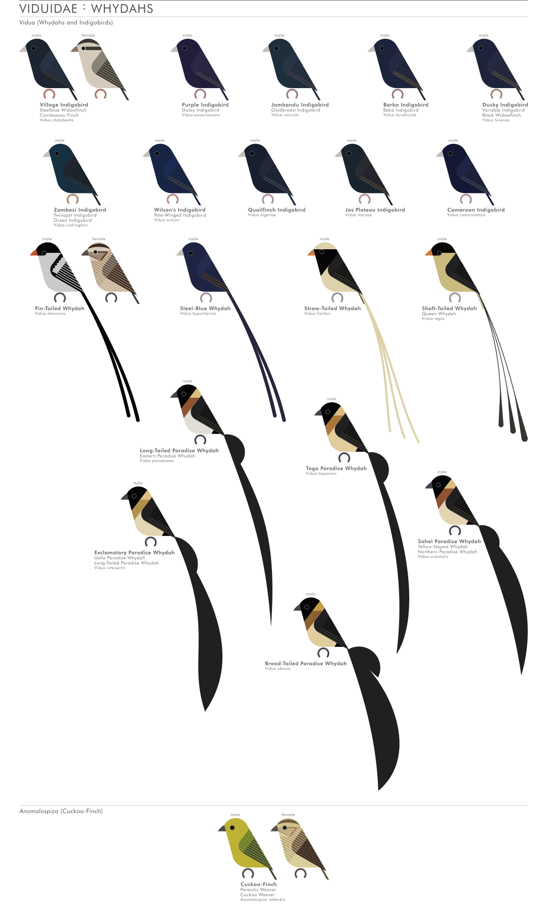 scott partridge - AVE - avian vector encyclopedia - whydahs - bird vector art