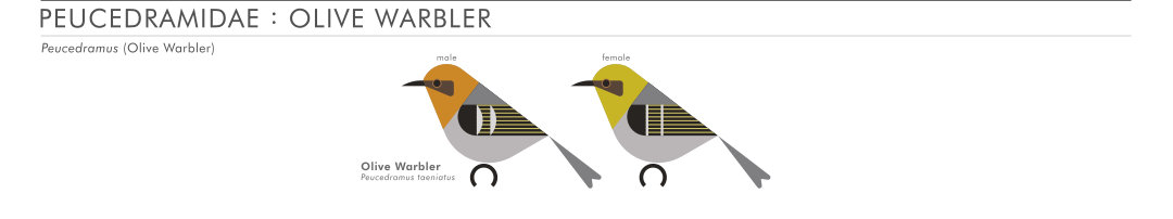 scott partridge - AVE - avian vector encyclopedia - olive warbler - bird vector art