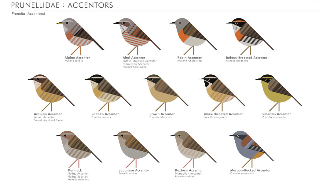 scott partridge - AVE - avian vector encyclopedia - accentors - bird vector art
