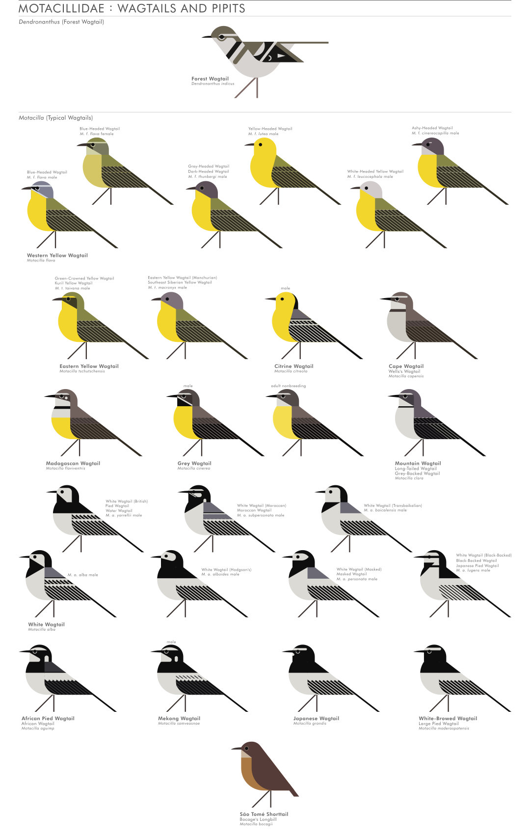 scott partridge - AVE - avian vector encyclopedia - wagtails - bird vector art