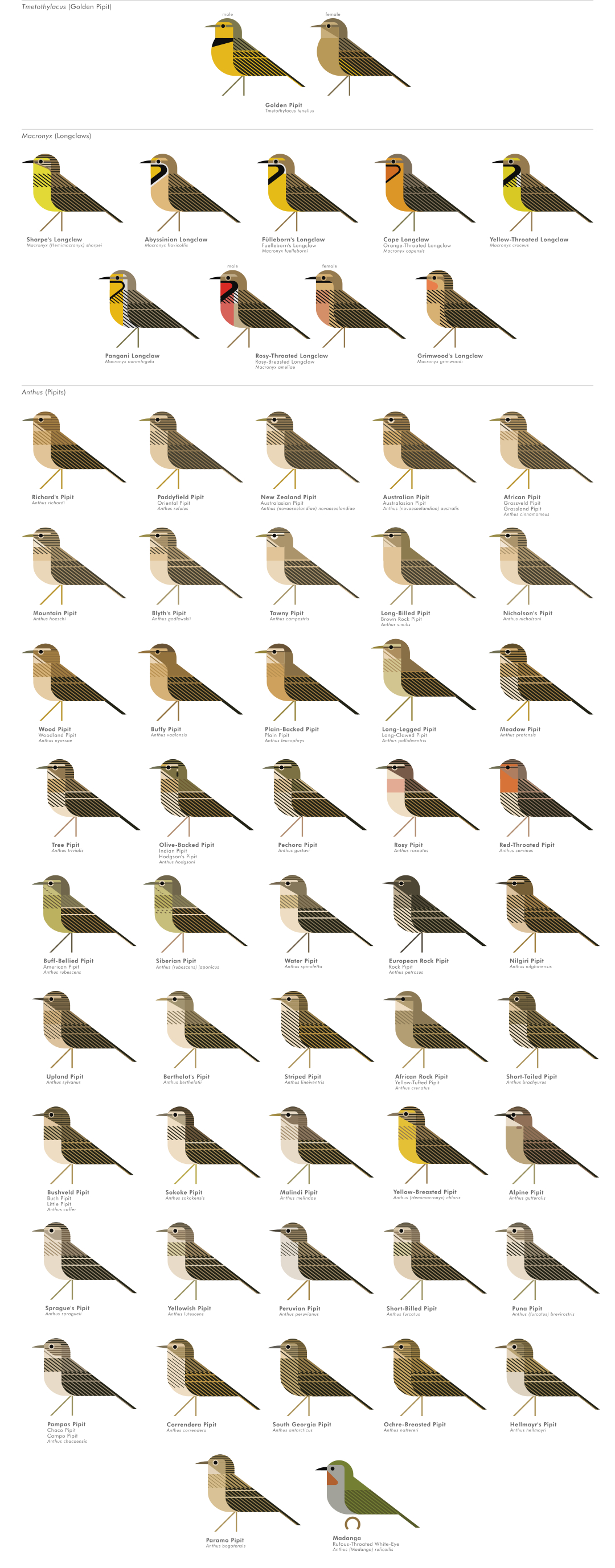 scott partridge - AVE - avian vector encyclopedia - pipits - bird vector art