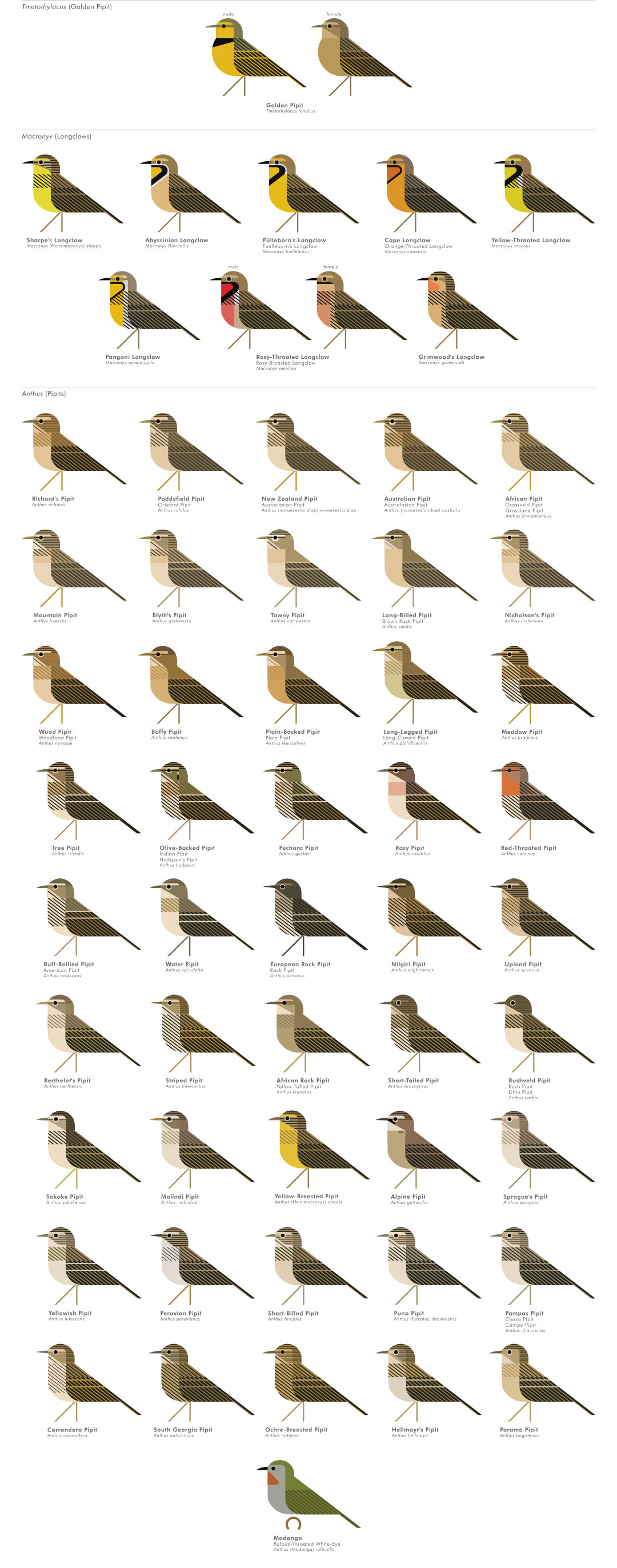 scott partridge - AVE - avian vector encyclopedia - pipits - bird vector art