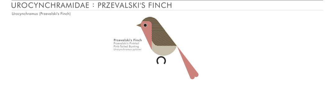 scott partridge - AVE - avian vector encyclopedia - przevalskis finch - bird vector art